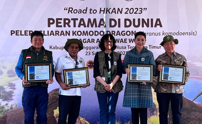 6 Ekor Komodo Hasil Breeding TSI, Smelting, dan KLHK RI Dilepasliarkan ke Cagar Alam Wae Wuul NTT