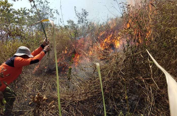 Hutan Utara dan Selatan Mojokerto Terbakar, Diduga Akibat Puntung Rokok Hutan Utara dan Selatan Mojokerto Terbakar, Diduga Akibat Puntung Rokok