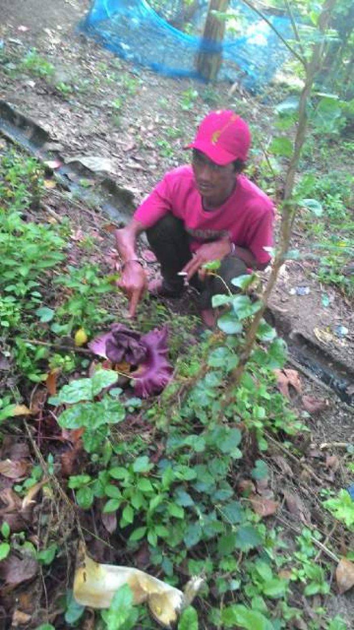 Bunga Bangkai Gegerkan Warga Paciran, Lamongan Bunga Bangkai Gegerkan Warga Paciran, Lamongan