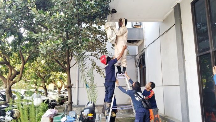 Damkar Gresik Berhasil Jinakkan Serbuan Ribuan Tawon di Kantor Dinkes Damkar Gresik Berhasil Jinakkan Serbuan Ribuan Tawon di Kantor Dinkes