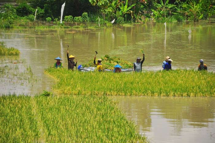 Masuk Siaga Merah, Sejumlah Petani di Bojonegoro Lakukan Panen Paksa