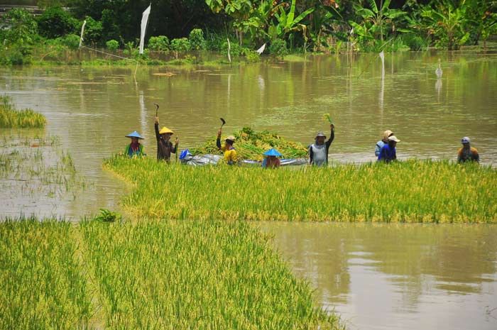 ​Masuk Siaga Merah, Sejumlah Petani di Bojonegoro Lakukan Panen Paksa