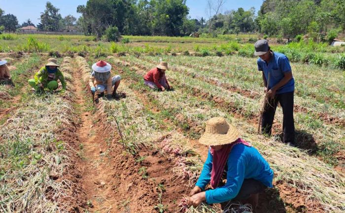 Petani Rubaru Sumenep Nikmati Manfaat Upland Project Bawang Merah