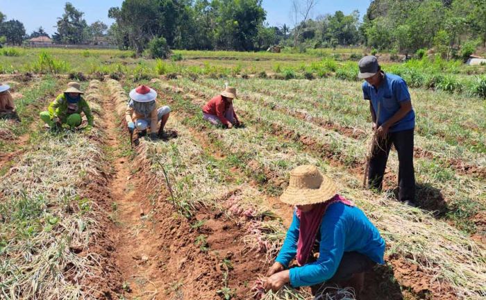 Petani Rubaru Sumenep Nikmati Manfaat Upland Project Bawang Merah Petani Rubaru Sumenep Nikmati Manfaat Upland Project Bawang Merah