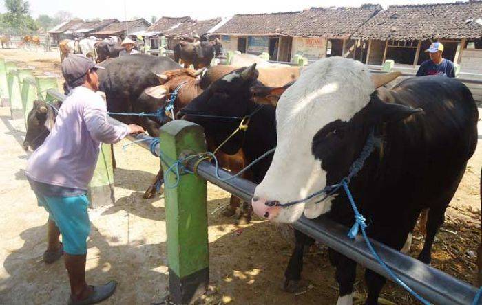 Jelang Idul Adha, Disnakkan Bojonegoro Siapkan 1.000 Sapi Jelang Idul Adha, Disnakkan Bojonegoro Siapkan 1.000 Sapi