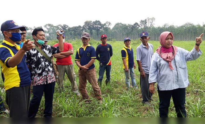 Aspeporin Kabupaten Kediri Siapkan Lahan 50 Hektare untuk Tanam Porang Aspeporin Kabupaten Kediri Siapkan Lahan 50 Hektare untuk Tanam Porang