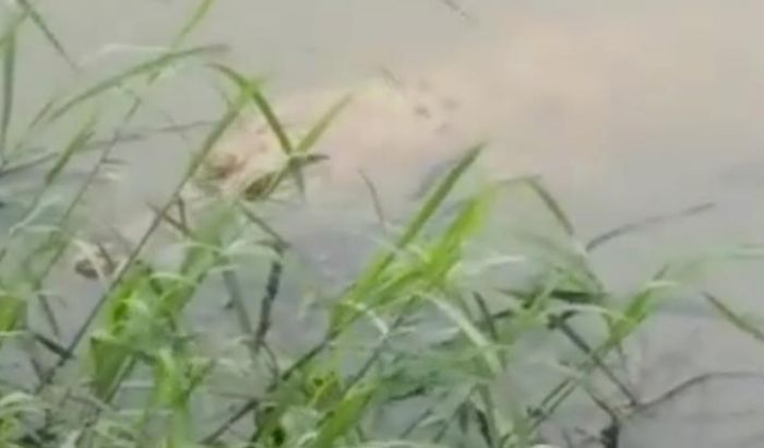 Kemunculan Buaya Muara Sepanjang 1,2 Meter Kembali Gemparkan Warga Sidoarjo Kemunculan Buaya Muara Sepanjang 1,2 Meter Kembali Gemparkan Warga Sidoarjo