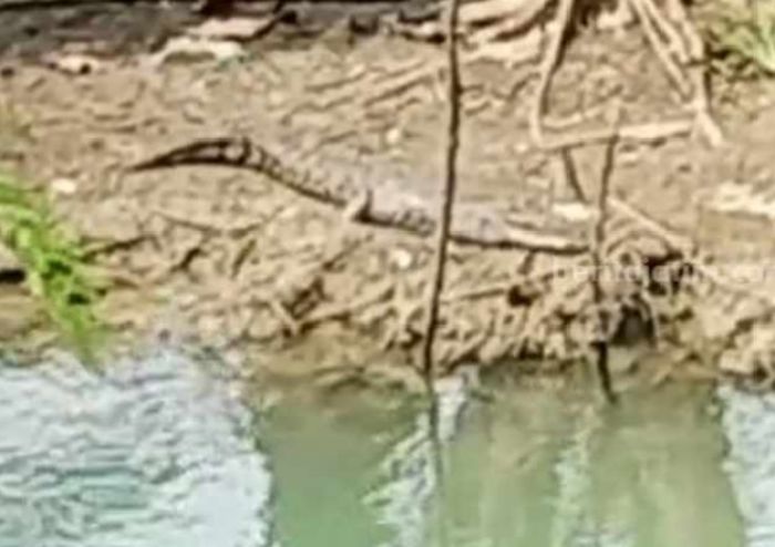 Buaya yang Gegerkan Warga di Sungai Tangkel Bangkalan Kini Diburu Tim Gabungan Buaya yang Gegerkan Warga di Sungai Tangkel Bangkalan Kini Diburu Tim Gabungan