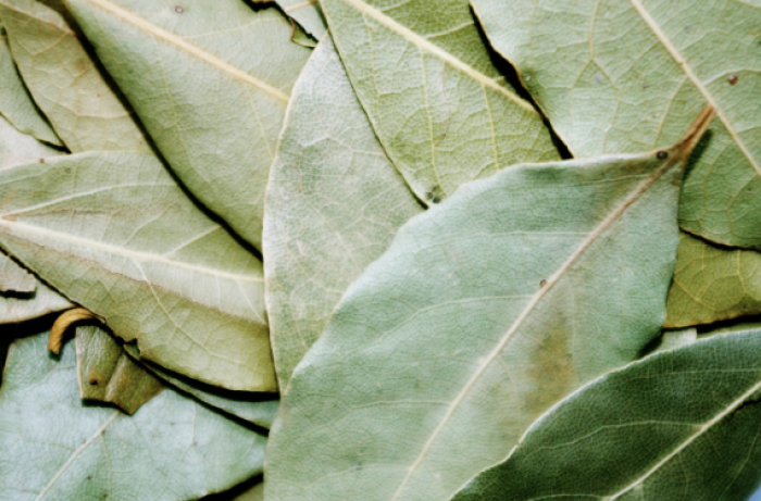 Tak Disangka! 5 Daun yang Mudah Dijumpai ini Bawa Manfaat untuk Pengidap Diabetes Tak Disangka! 5 Daun yang Mudah Dijumpai ini Bawa Manfaat untuk Pengidap Diabetes