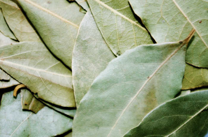 Tak Disangka! 5 Daun yang Mudah Dijumpai ini Bawa Manfaat untuk Pengidap Diabetes