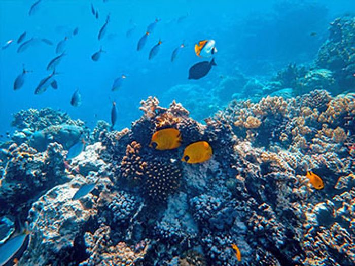 9 Tempat Wisata Terbaik di Pulau Bawean, Ada Terumbu Karang Unggulan Dunia 9 Tempat Wisata Terbaik di Pulau Bawean, Ada Terumbu Karang Unggulan Dunia