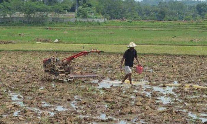 Petani Desak Pemerintah Jaga Ketersediaan Pupuk Petani Desak Pemerintah Jaga Ketersediaan Pupuk