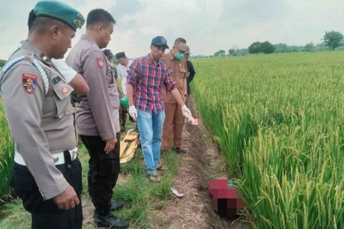 Pria di Gresik Ditemukan Tewas Diduga Tersengat Jebakan Listrik di Lahan Pertanian Pria di Gresik Ditemukan Tewas Diduga Tersengat Jebakan Listrik di Lahan Pertanian
