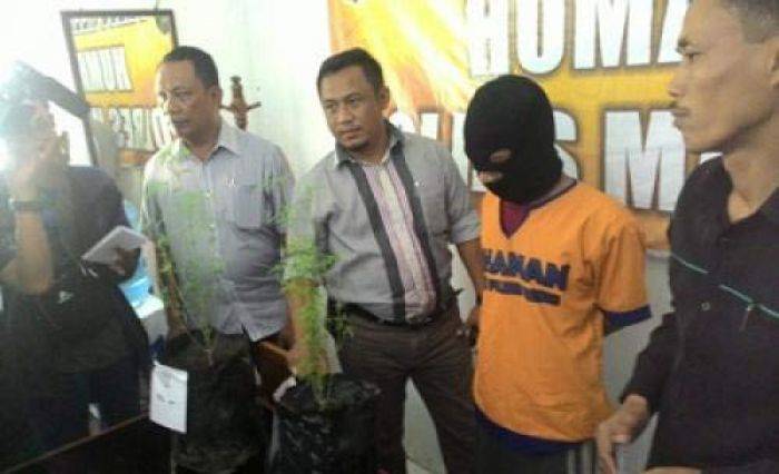 Belum Panen, Kebun Ganja di Madiun Digerebek Belum Panen, Kebun Ganja di Madiun Digerebek