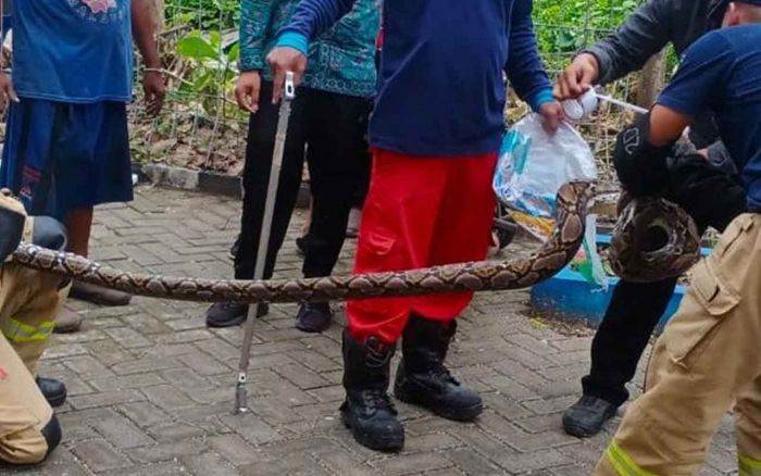 Sarang Ular Piton Gegerkan Warga Kalilom Surabaya