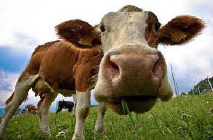 Beredar Sapi Ukuran Besar di Sumenep, tapi Tak Layak untuk Kurban Beredar Sapi Ukuran Besar di Sumenep, tapi Tak Layak untuk Kurban