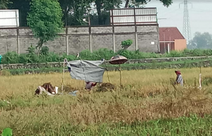 Petani di Bangil dan Beji Pasuruan Keluhkan Sulit Panen karena Peralatan Langka Petani di Bangil dan Beji Pasuruan Keluhkan Sulit Panen karena Peralatan Langka