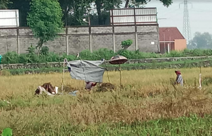 Petani di Bangil dan Beji Pasuruan Keluhkan Sulit Panen karena Peralatan Langka