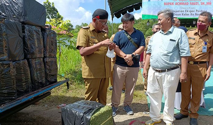 Daun Kelor dari Sumenep Rambah Pasar Dunia