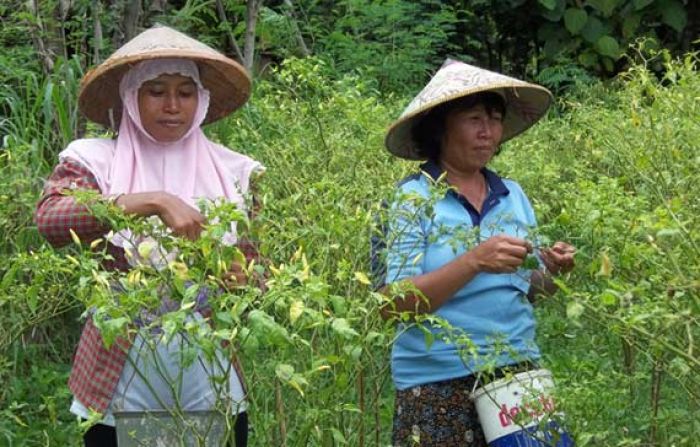 Curah Hujan Tinggi, Petani Cabai di Nganjuk Merugi, Distan Sarankan Tanam Padi Curah Hujan Tinggi, Petani Cabai di Nganjuk Merugi, Distan Sarankan Tanam Padi
