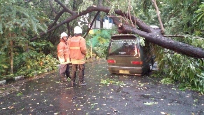 Pohon di Surabaya Bertumbangan, Warganet Minta Salahkan Anies, Risma Diganti Ahok Pohon di Surabaya Bertumbangan, Warganet Minta Salahkan Anies, Risma Diganti Ahok