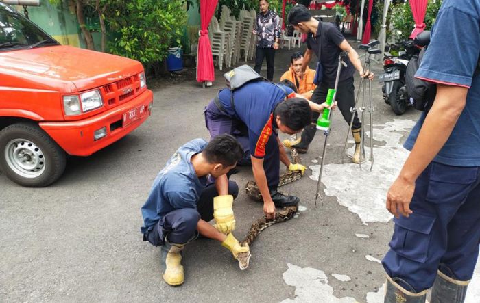Makan Ternak Ayam Milik Warga, Ular Piton Sepanjang 3 Meter Ditangkap Damkar Gresik