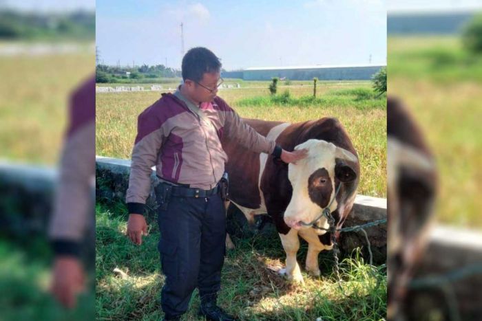 Warga Sukodono Digegerkan Sapi Limosin Lepas, Ternyata Milik Korban Penipuan Jual Beli Facebook Warga Sukodono Digegerkan Sapi Limosin Lepas, Ternyata Milik Korban Penipuan Jual Beli Facebook