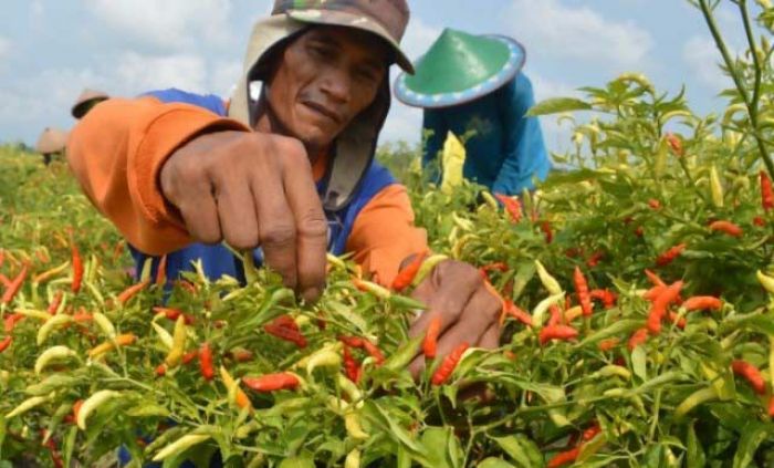 Petani Nikmati Petani Nikmati