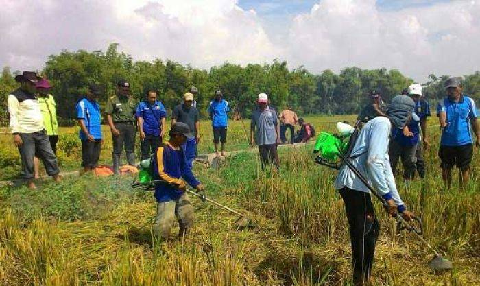 Terapkan Salibu, Petani Padi Bojonegoro Tanami Sawah Tanpa Bibit 