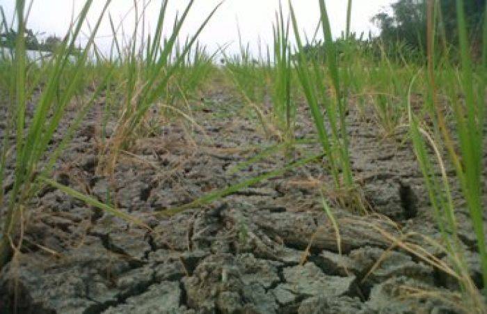 Tanaman Padi di Bojonegoro Terancam Mati karena Kekurangan Air Tanaman Padi di Bojonegoro Terancam Mati karena Kekurangan Air