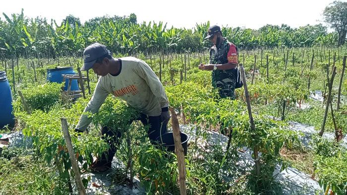 Babinsa Ujungpangkah Gresik Respons Kendala Petani Akibat Melonjaknya Harga Cabai di Wilayah Binaan Babinsa Ujungpangkah Gresik Respons Kendala Petani Akibat Melonjaknya Harga Cabai di Wilayah Binaan