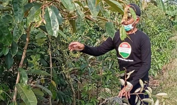 Kebal Pandemi, Bisnis Bibit Buah Warga Blitar Ini Raup Untung Puluhan Juta per Bulan Kebal Pandemi, Bisnis Bibit Buah Warga Blitar Ini Raup Untung Puluhan Juta per Bulan