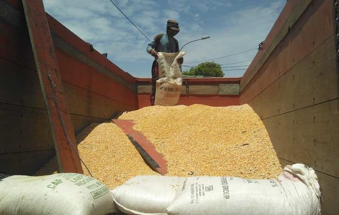 Panen Melimpah, Harga Jagung Pipilan di Tuban Stabil