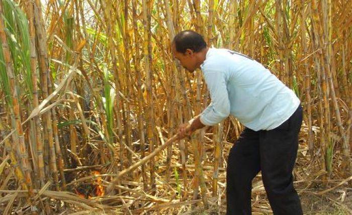 Bakar Sampah, Tebu Siap Panen Hangus