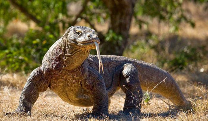 Bongkar Jaringan Penyelundup Satwa Dilindungi, Polda Jatim Tangkap Penadah Komodo di Surabaya