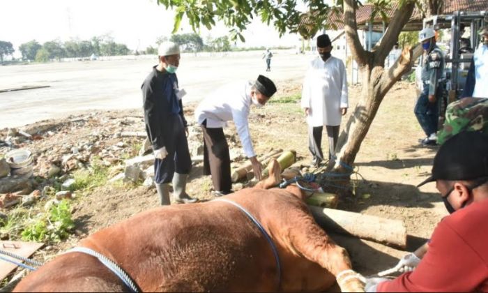 Koarmada II Potong 21 Ekor Sapi dan 56 Ekor Kambing Kurban Koarmada II Potong 21 Ekor Sapi dan 56 Ekor Kambing Kurban