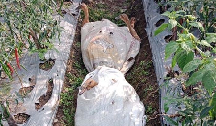 Ratusan Bebek Milik Petani di Pasirharjo Blitar Hilang Digasak Maling Pakai Karung Glangsing Ratusan Bebek Milik Petani di Pasirharjo Blitar Hilang Digasak Maling Pakai Karung Glangsing