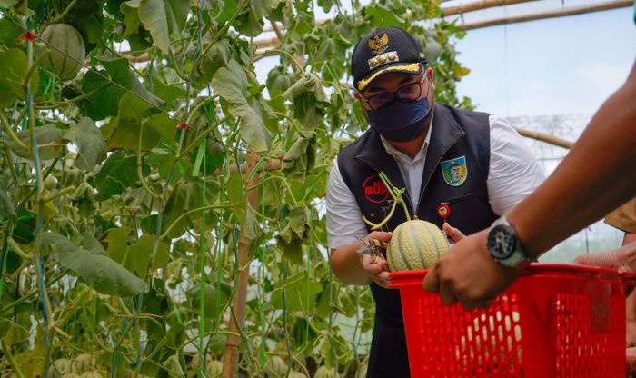 Targetkan Ekspor Hasil Pertanian, Bupati Kediri Dorong Milenial Terapkan Smart Farming Targetkan Ekspor Hasil Pertanian, Bupati Kediri Dorong Milenial Terapkan Smart Farming
