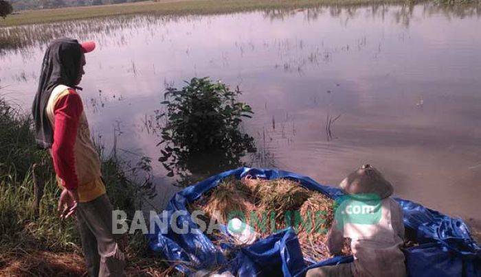 TMA Terus Meningkat, Puluhan Hektare Padi Siap Panen di Bojonegoro Mulai Terendam TMA Terus Meningkat, Puluhan Hektare Padi Siap Panen di Bojonegoro Mulai Terendam