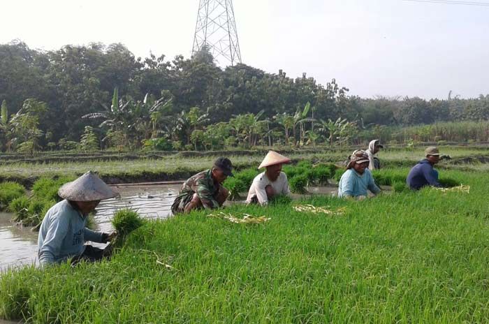 Petani dan Jajaran Kodim Ngawi Petani dan Jajaran Kodim Ngawi
