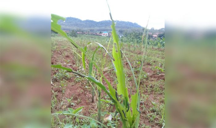 Hama Ulat Serang Puluhan Hektare Tanaman Jagung di Tuban Hama Ulat Serang Puluhan Hektare Tanaman Jagung di Tuban