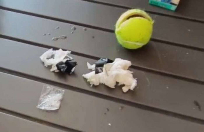 Petugas Lapas Narkotika Pamekasan Temukan Paket Sabu yang Diduga Diselundupkan di Dalam Bola Tenis Petugas Lapas Narkotika Pamekasan Temukan Paket Sabu yang Diduga Diselundupkan di Dalam Bola Tenis