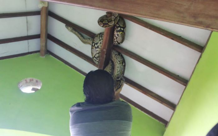 Ular Sanca Kembang Sepanjang 4 Meter di Plafon Rumah Gegerkan Warga Jombang Ular Sanca Kembang Sepanjang 4 Meter di Plafon Rumah Gegerkan Warga Jombang