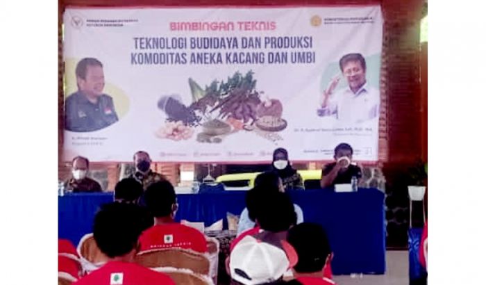 Kementan Gelar Bimtek untuk Tingkatkan Kualitas Ekspor Ubi Jalar di Mojokerto Kementan Gelar Bimtek untuk Tingkatkan Kualitas Ekspor Ubi Jalar di Mojokerto