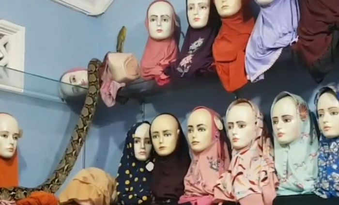 Masuk ke Toko Hijab, Ular Piton Seukuran Lengan Orang Dewasa Berhasil Dievakuasi Tim Damkar Blitar Masuk ke Toko Hijab, Ular Piton Seukuran Lengan Orang Dewasa Berhasil Dievakuasi Tim Damkar Blitar