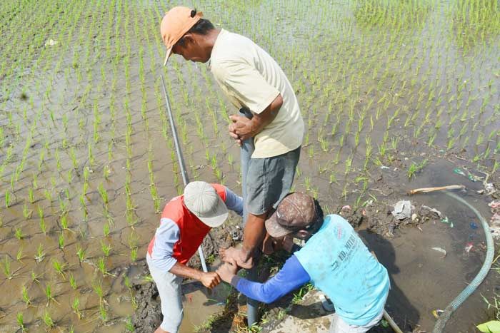 Kekurangan Air Akibat Tanggul Kaliasem Jebol, Petani di Lumajang Gali Sumur Dadakan Kekurangan Air Akibat Tanggul Kaliasem Jebol, Petani di Lumajang Gali Sumur Dadakan