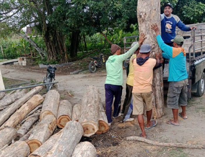 Petugas Gabungan Perhutani Jatirogo Tuban Gagalkan Pencurian Belasan Batang Kayu Jati Petugas Gabungan Perhutani Jatirogo Tuban Gagalkan Pencurian Belasan Batang Kayu Jati