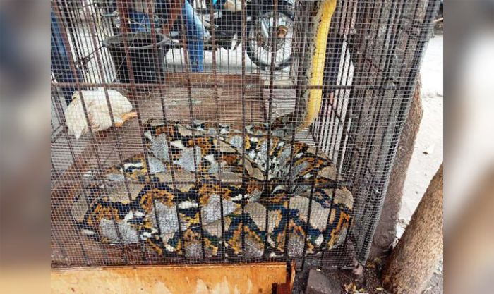 Ular Jenis Piton Sepanjang 5 Meter Ditangkap Warga Desa Bungurasih Utara, Sidoarjo Ular Jenis Piton Sepanjang 5 Meter Ditangkap Warga Desa Bungurasih Utara, Sidoarjo