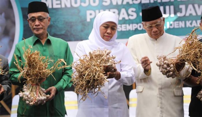 ​Hampir 95% Impor dari Tiongkok, Gubernur Khofifah dan MUI Jatim Gencarkan Tanam Bawang Putih