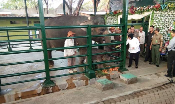 Dumbo, Bayi Gajah Sumatera yang Lahir di Surabaya Dumbo, Bayi Gajah Sumatera yang Lahir di Surabaya
